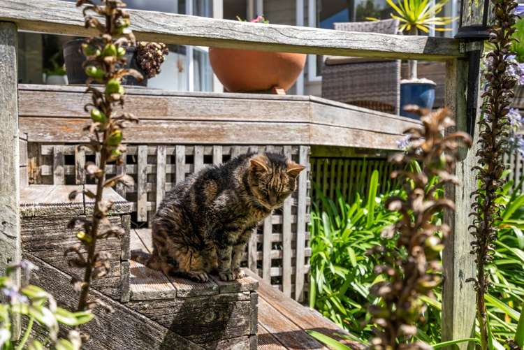 5/29 Meadowbank Road Meadowbank_22