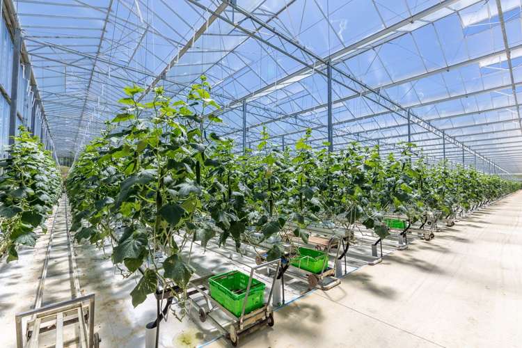 379 Razorback Road Pokeno_9