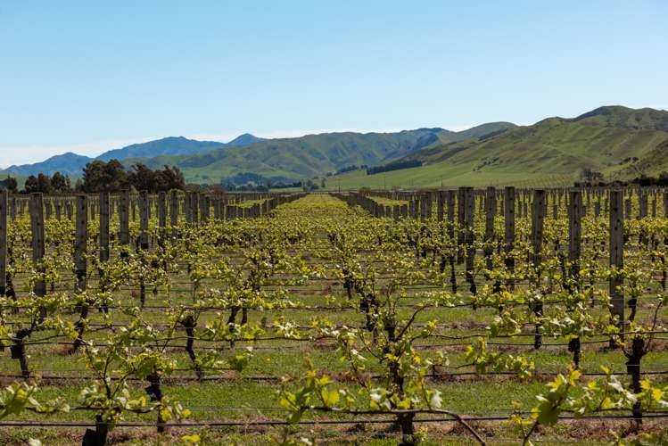 1803 Redwood Pass Road Seddon_9