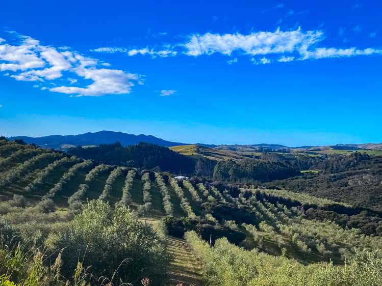 92 Frantoio Ridge Road Mangonui_22