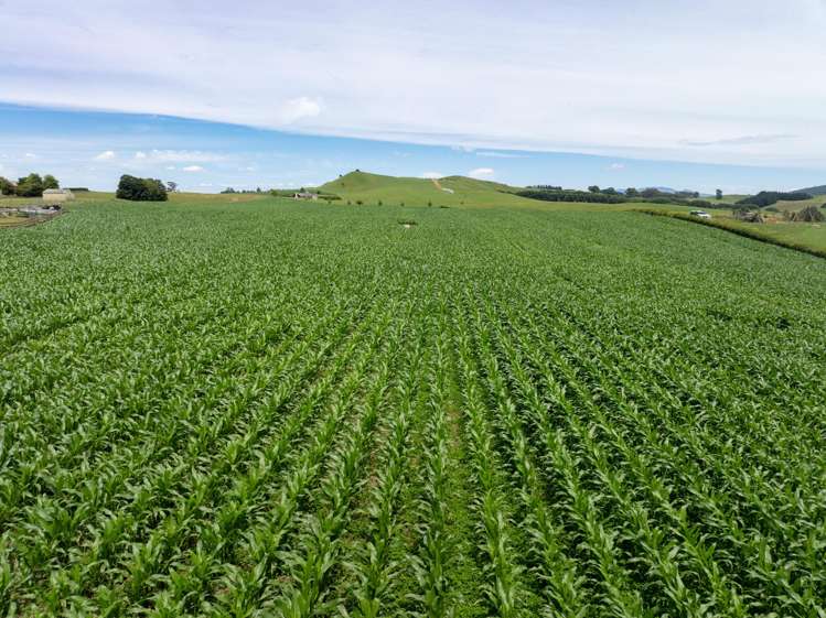 23 Morgan Road Matamata_23