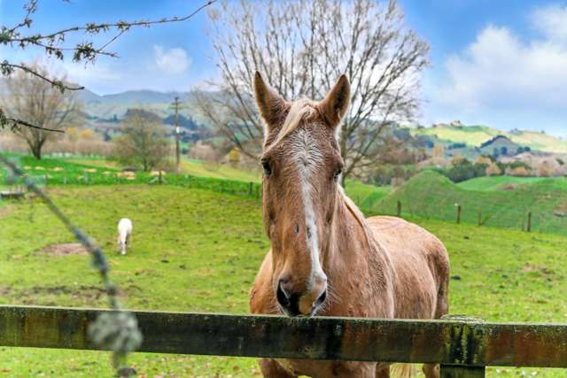 1001 Whirinaki Valley Road Ngakuru_2