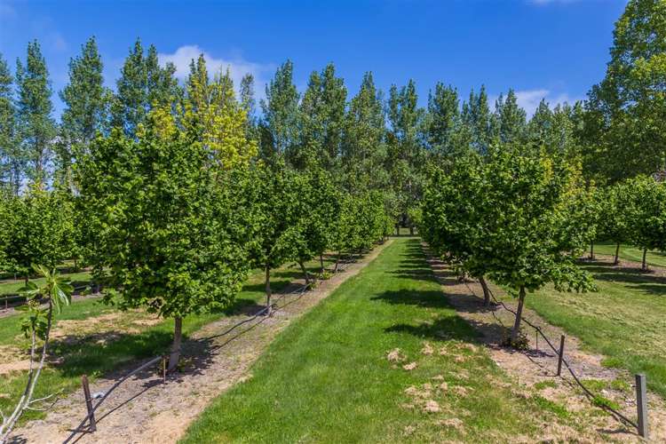 1123 Marshmans Road Balcairn_17