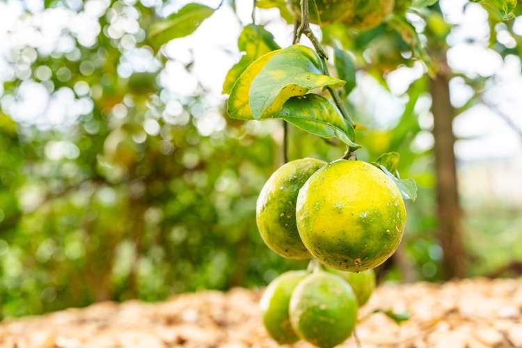 24 Waimahanga Road Onerahi_16