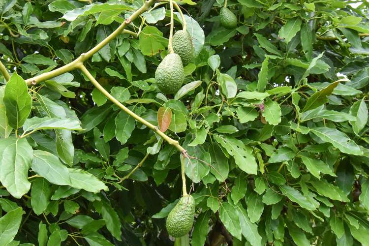 159 Old Wairoa Road Papakura_13