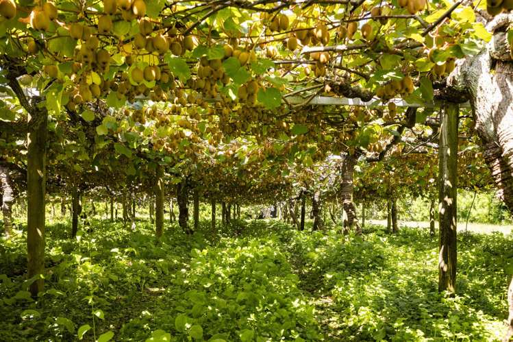 250 Taurangaruru Road Karioitahi_20