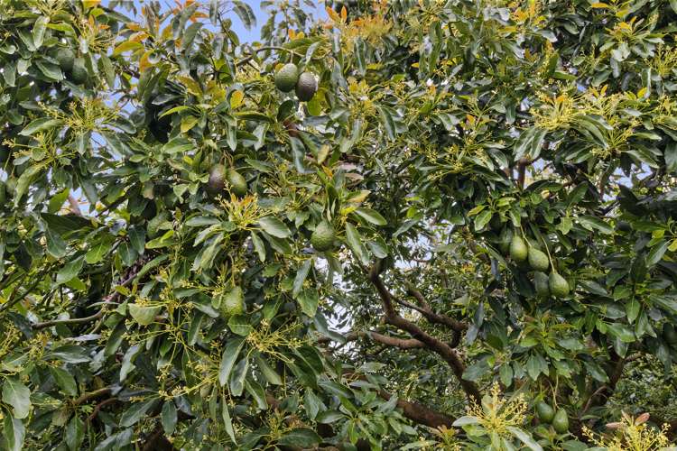 56 Thompsons Track Aongatete_6