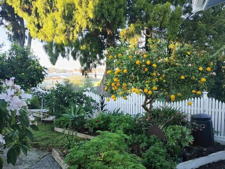 13A Lupton Avenue Kensington_12