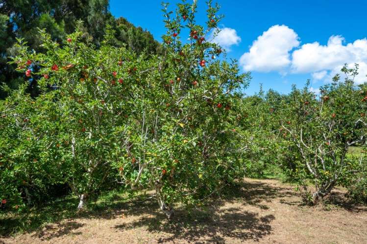 1295 Coatesville-Riverhead Highway Kumeu_18