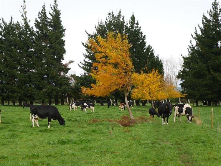 44 Wigzell Road Kahurangi National Park_0