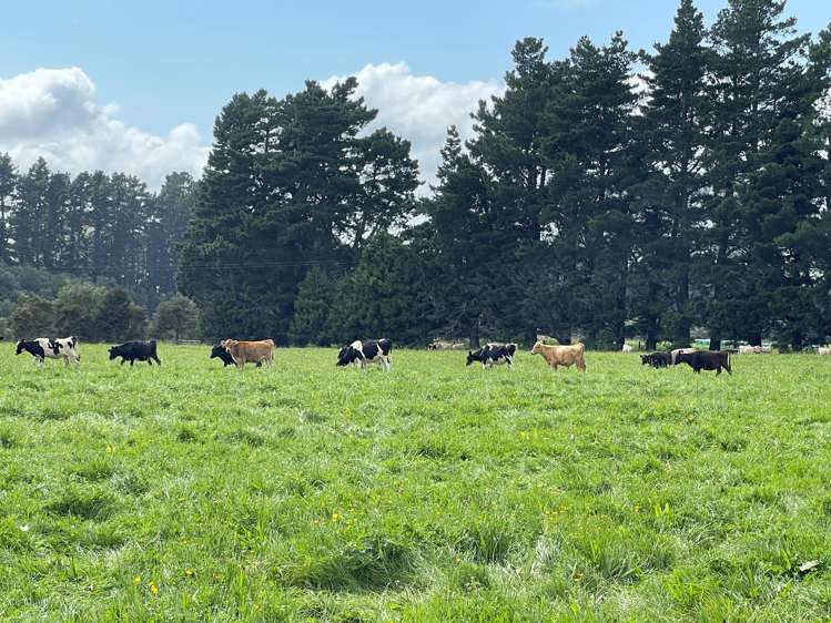 1405 Mangleton Road Central Hawkes Bay Country_11