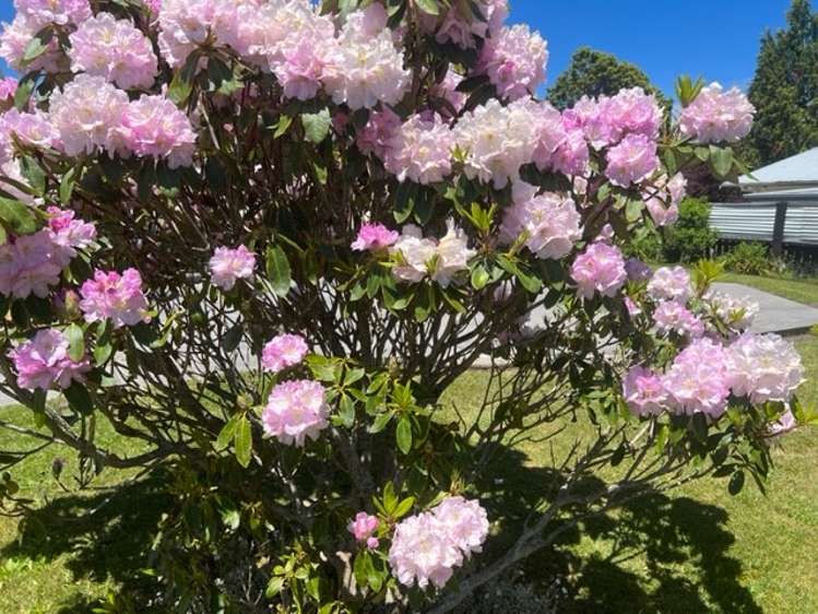 92 Reservoir Street Putaruru_26