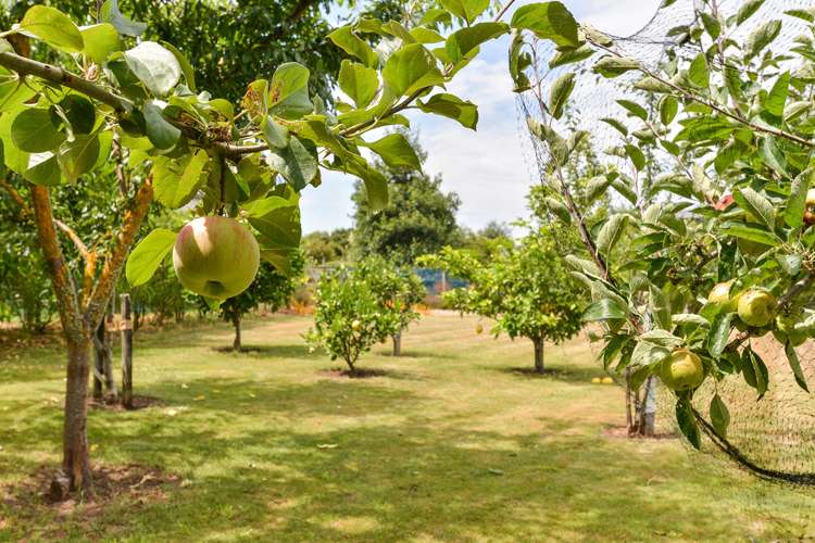 6 Redwood Lane Martinborough_17