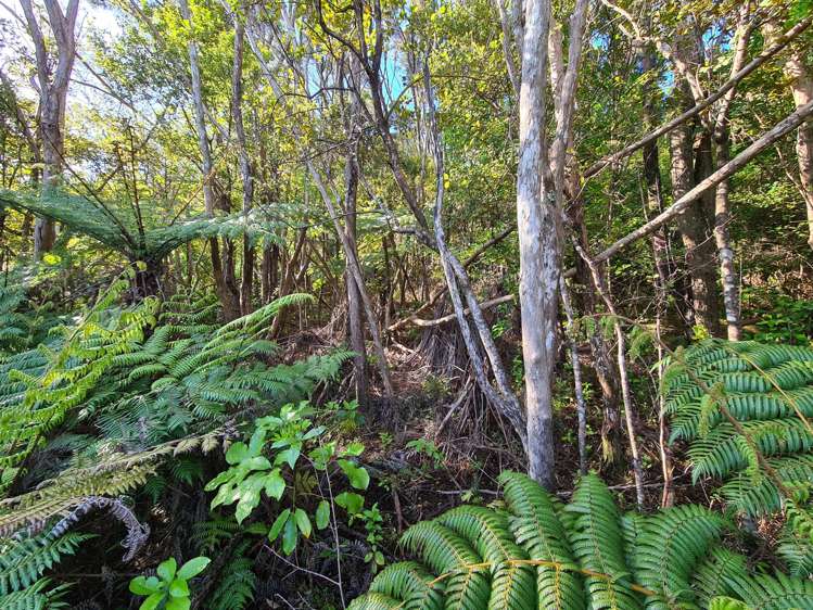 624 Wyuna Bay Road Coromandel_14