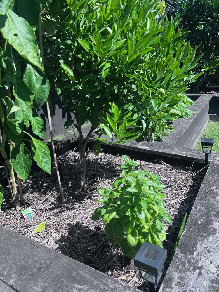 209 Millwater Parkway Silverdale_41