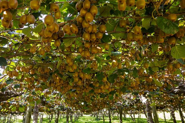 13 James Road Te Puna_24