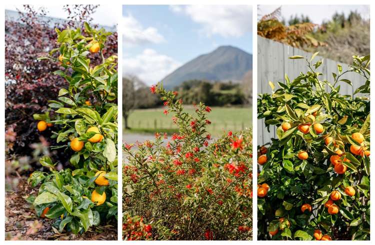 79 Hardie Avenue Kawerau_37
