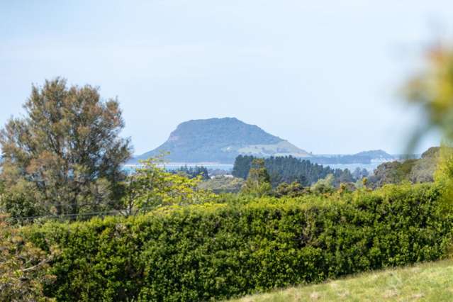 313 Youngson Road Whakamarama_3