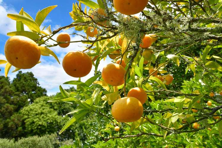 203 Riverhead Road Kumeu_9