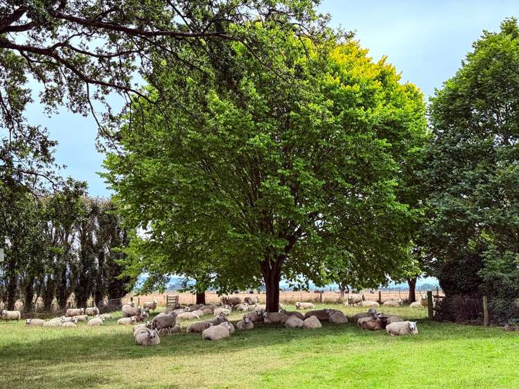 310 Drummond Oreti Road Oreti Plains_20