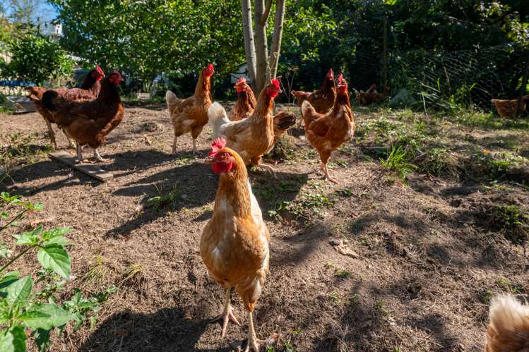 105A State Highway 30 Tikitere_33