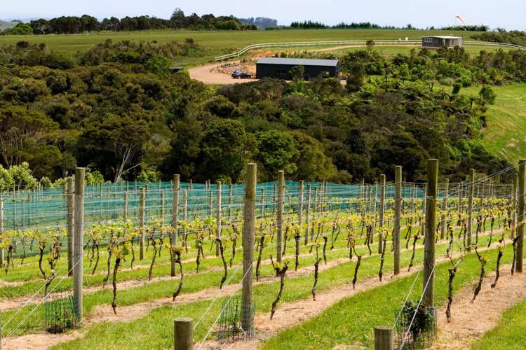 152 Trig Hill Road Waiheke Island_6