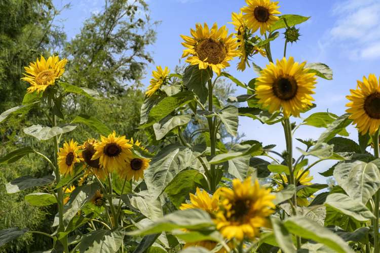 181 Vale Street Otumoetai_15