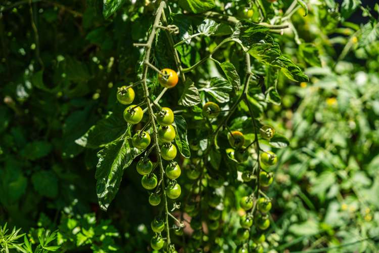 26 The Circle Nukuhau_23