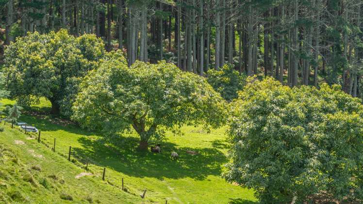 233 Waipapa Block Road Whakamarama_16