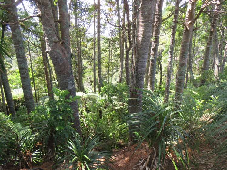 255 Awhitu Central Road Awhitu_8