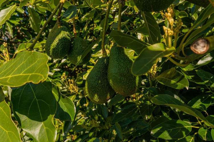 49 Main Sh25 Road Tairua_20