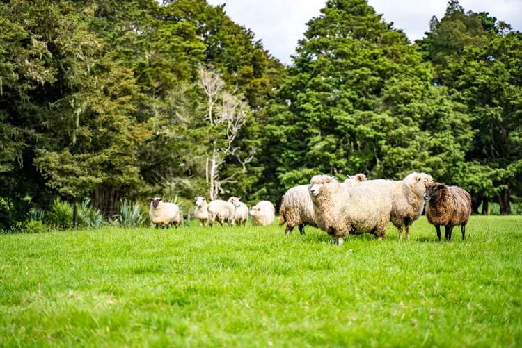 197 Totara Park Lane Glenbervie_26