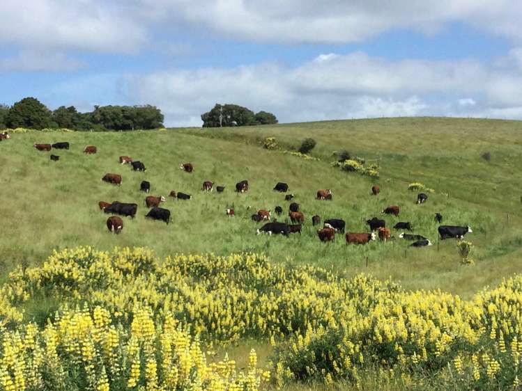 310 Blackhead Road Blackhead_8