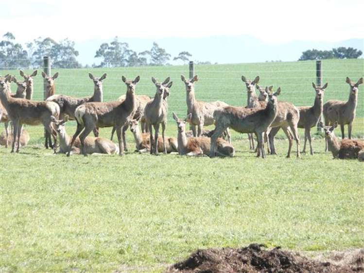 455 Spur Road Rosewill_1