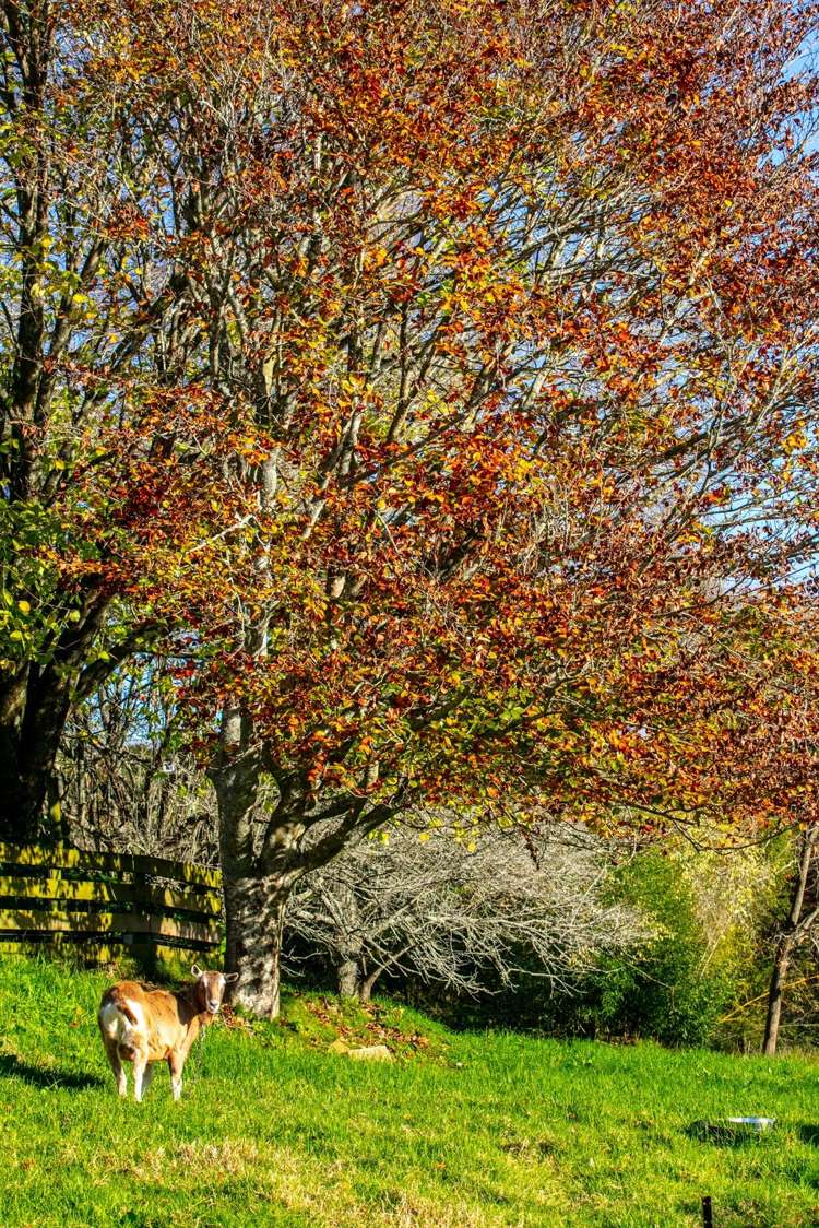 86 Old Highway Whakamarama_36