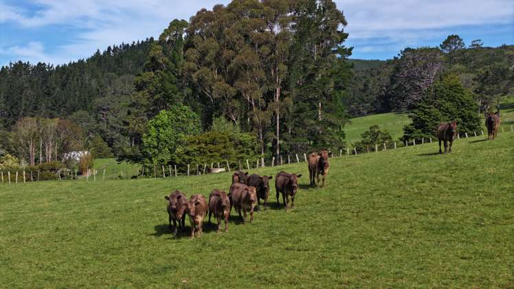 140 Kenana Road Mangonui Surrounds_31