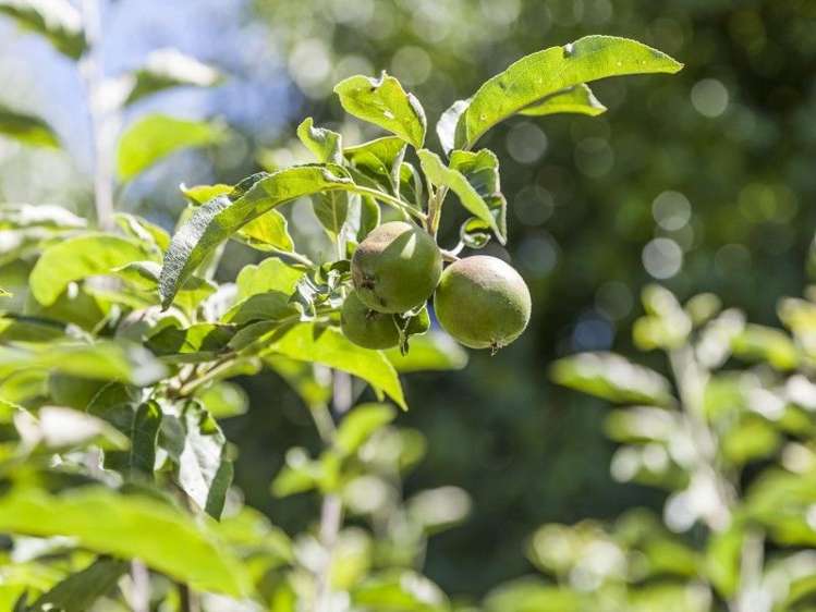 18 Sawmill Road Thames_28