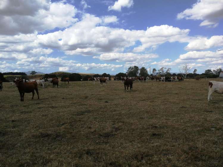 Kereone Road Morrinsville_10