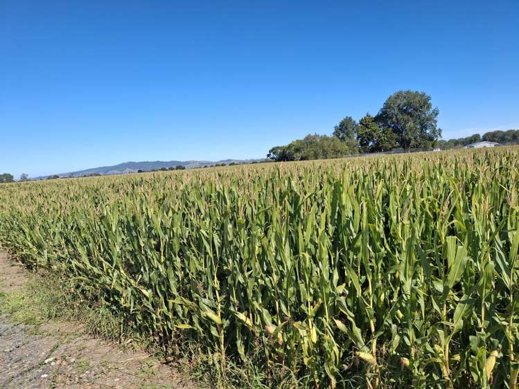 No 1 Road Springdale_5