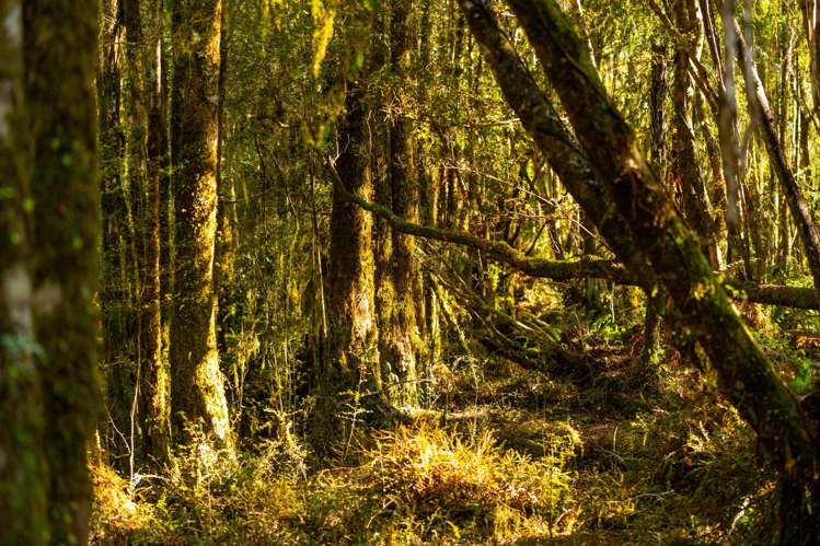 847 Lake Brunner Road Moana_20