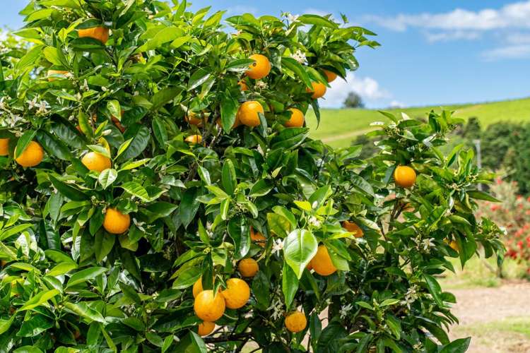 373 Taraunui Road Parua Bay_34