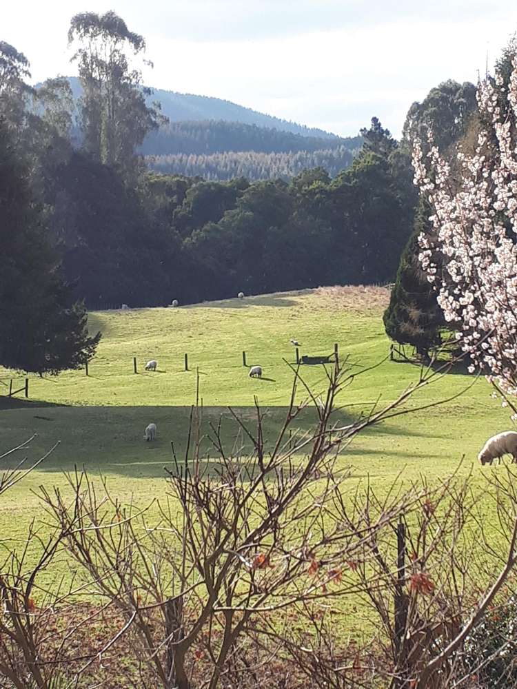 728 Whangamata Road Kinloch_32