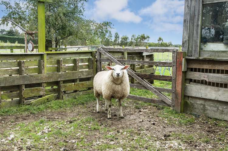 270 Stokes Road Balcairn_7