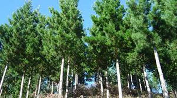 1068 Otaki Gorge Road Otaki_11