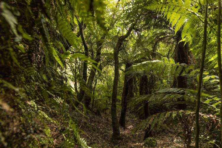 920 Wakamarina Road Havelock_35