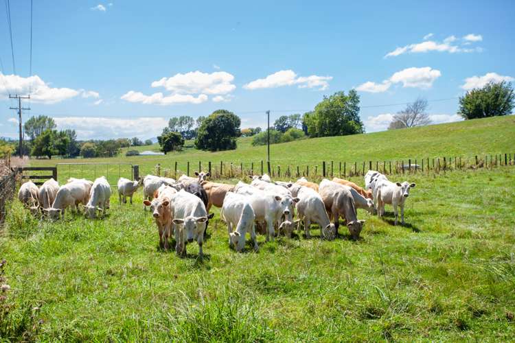 536 Morgan Road Richmond Downs_25