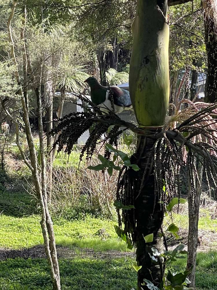 226 Peria Road Peria_7