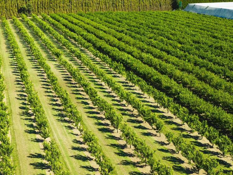 75 Brown Road Ormond_23