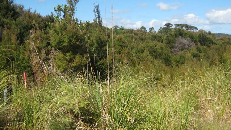 130 Stratford Drive Cable Bay_9