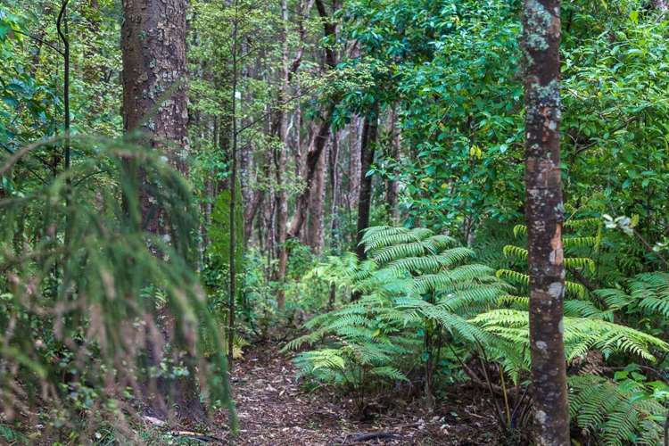 26 Cape Rodney Road Leigh_9